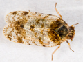 Tachycixius pilosus